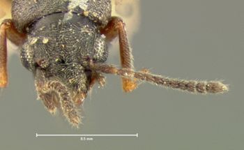 Media type: image; Entomology 6564   Aspect: head dorsal view